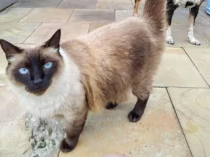 Gato raça Siamês idade 5 anos nome Tom