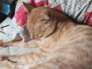 Gato raça Persa idade 2 anos nome Riahna e Amarelo