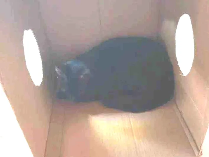 Gato raça Persa idade 2 anos nome Riahna e Amarelo