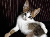 Gato raça SRD-ViraLata idade 2 a 6 meses nome Regina Aparecida rita serafim