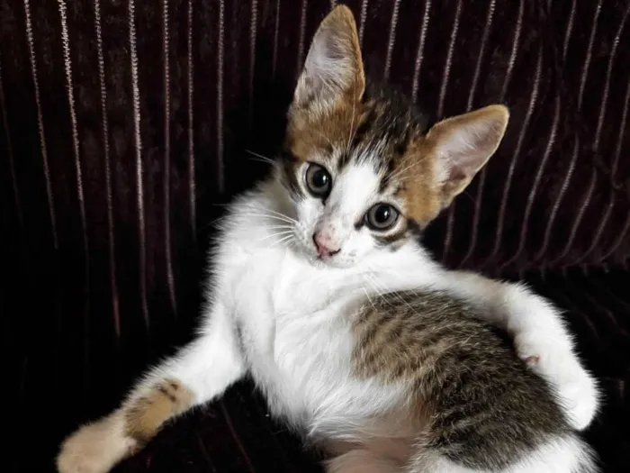 Gato raça SRD-ViraLata idade 2 a 6 meses nome Regina Aparecida rita serafim