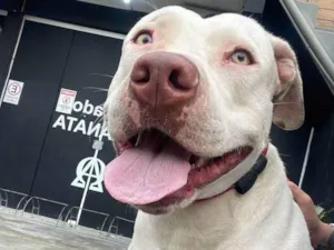 Cachorro raça Pit-Bull idade 3 anos nome Penélope 