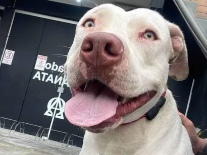 Cachorro raça Pit-Bull idade 3 anos nome Penélope 