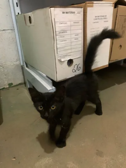 Gato raça SRD-ViraLata idade 2 a 6 meses nome Gatinha