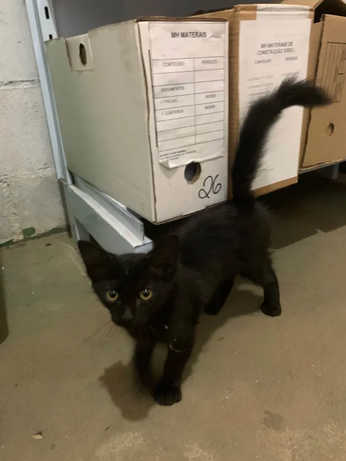 Gato raça SRD-ViraLata idade 2 a 6 meses nome Gatinha