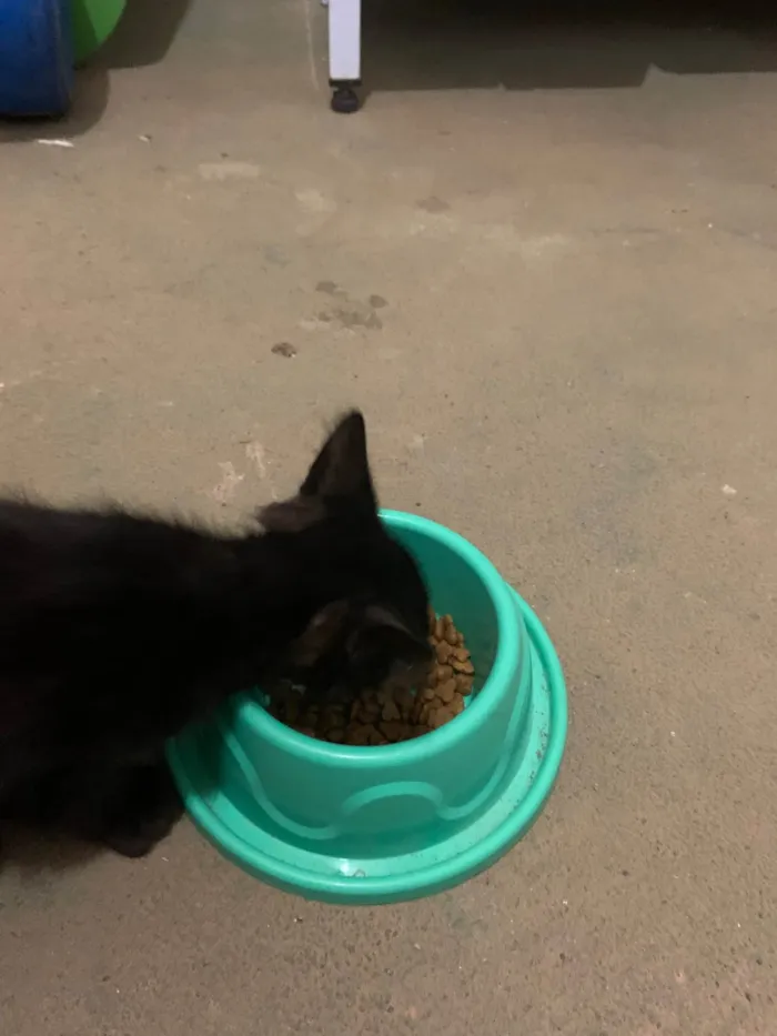 Gato raça SRD-ViraLata idade 2 a 6 meses nome Gatinha