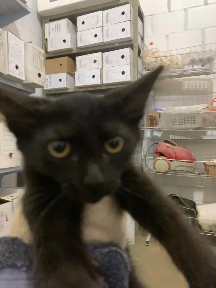 Gato raça SRD-ViraLata idade 2 a 6 meses nome Gatinha