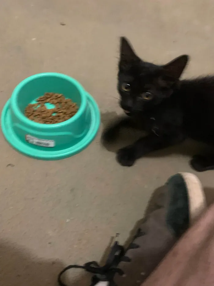 Gato raça SRD-ViraLata idade 2 a 6 meses nome Gatinha