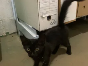 Gato raça SRD-ViraLata idade 2 a 6 meses nome Gatinha