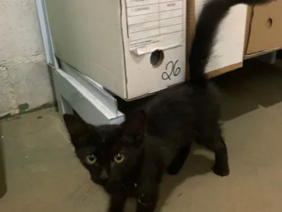 Gato raça SRD-ViraLata idade 2 a 6 meses nome Gatinha