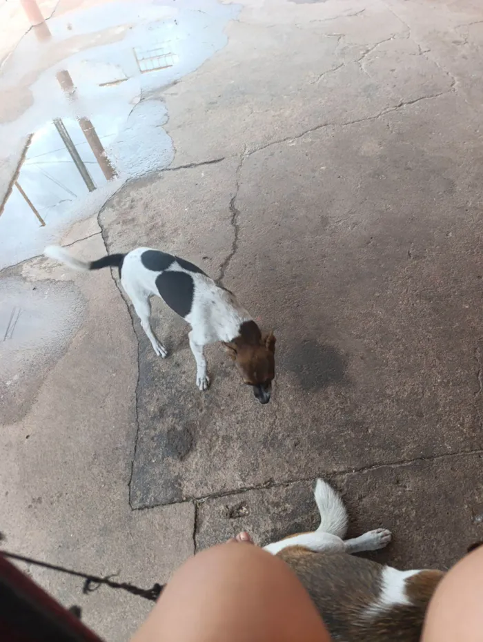 Cachorro raça Pinscher idade 2 a 6 meses nome Pipoca 