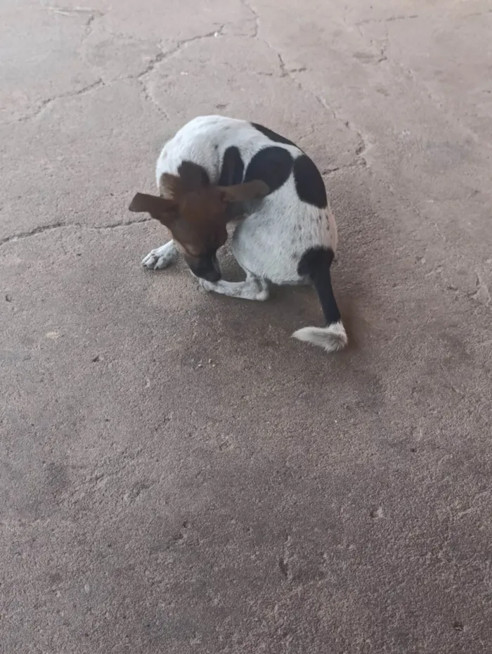 Cachorro raça Pinscher idade 2 a 6 meses nome Pipoca 