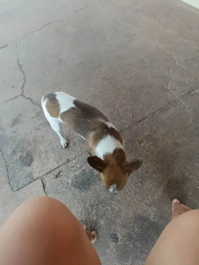 Cachorro raça Pinscher idade 1 ano nome Bella 