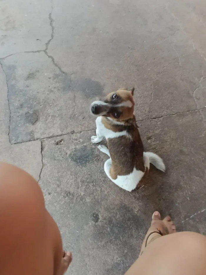 Cachorro raça Pinscher idade 1 ano nome Bella 