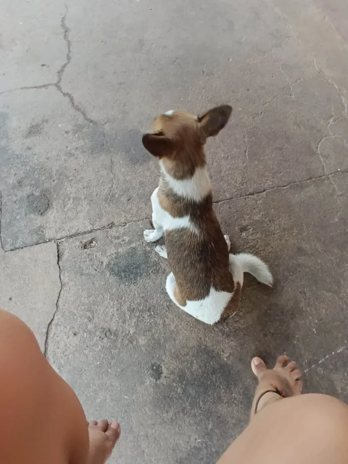 Cachorro raça Pinscher idade 1 ano nome Bella 