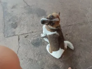 Cachorro raça Pinscher idade 1 ano nome Bella 