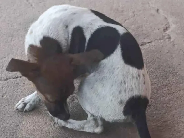 Cachorro raça Pinscher idade 2 a 6 meses nome Pipoca 