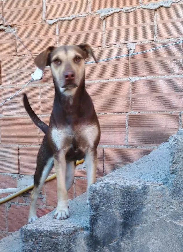 Cachorro raça SRD-ViraLata idade 2 a 6 meses nome Nina 