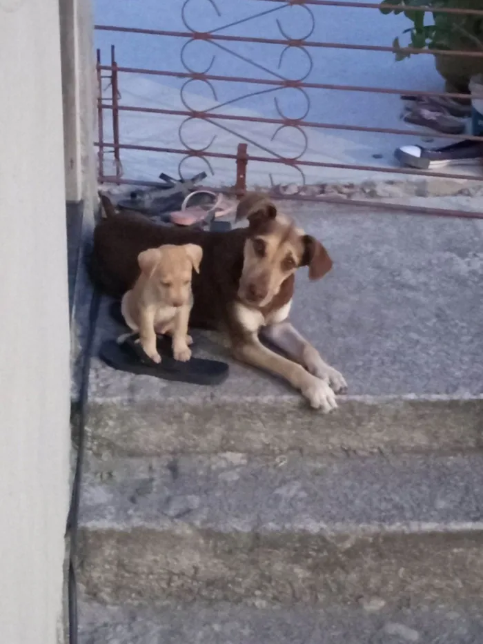 Cachorro raça SRD-ViraLata idade 2 a 6 meses nome Nina 