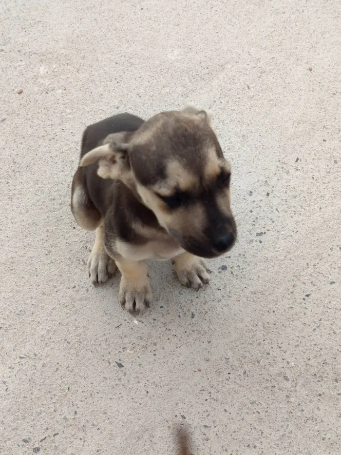 Cachorro raça SRD-ViraLata idade 2 a 6 meses nome Nina 