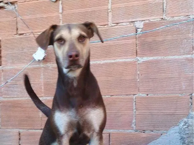 Cachorro raça SRD-ViraLata idade 2 a 6 meses nome Nina 