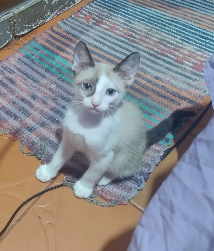 Gato raça Siamês idade 2 a 6 meses nome Gatinhos