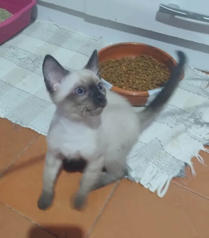Gato raça Siamês idade 2 a 6 meses nome Gatinhos