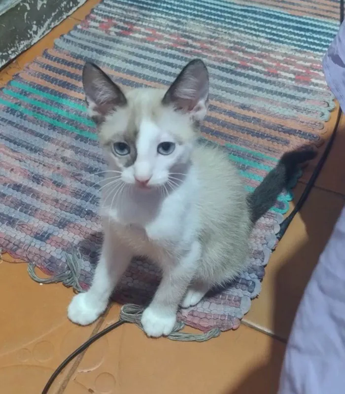 Gato raça Siamês idade 2 a 6 meses nome Gatinhos