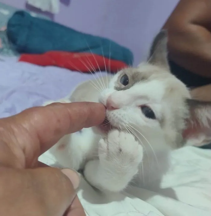Gato raça Siamês idade 2 a 6 meses nome Gatinhos