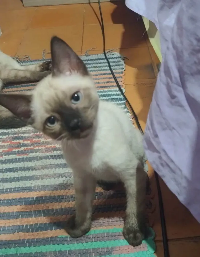 Gato raça Siamês idade 2 a 6 meses nome Gatinhos