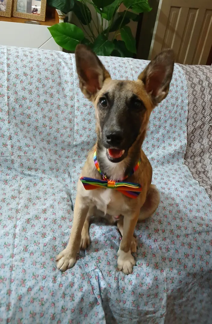 Cachorro raça SRD-ViraLata idade 7 a 11 meses nome Lucca