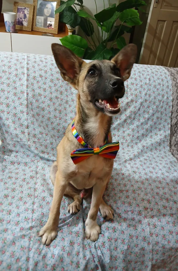 Cachorro raça SRD-ViraLata idade 7 a 11 meses nome Lucca