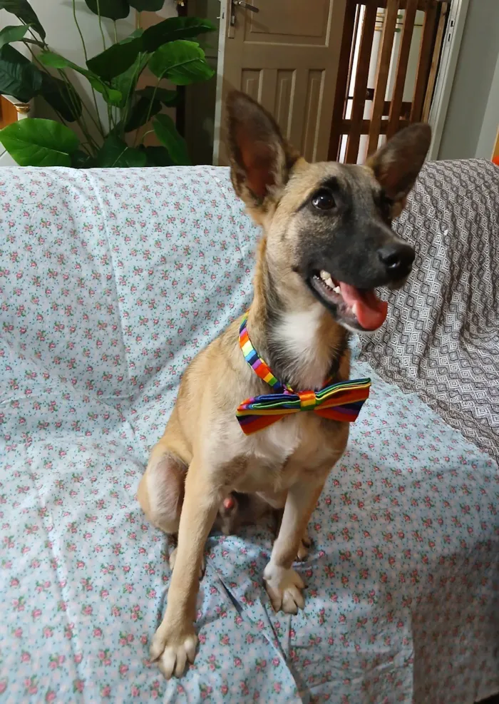 Cachorro raça SRD-ViraLata idade 7 a 11 meses nome Lucca