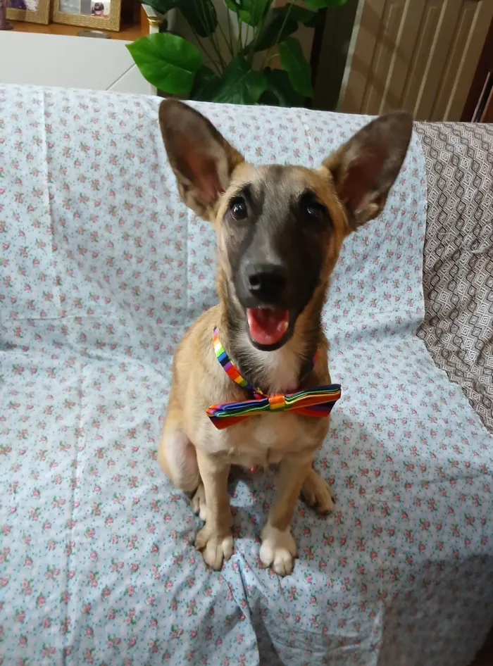 Cachorro raça SRD-ViraLata idade 7 a 11 meses nome Lucca