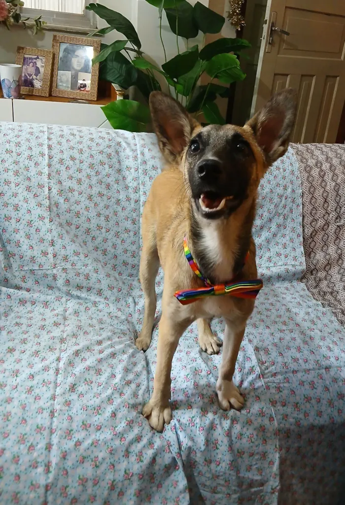 Cachorro raça SRD-ViraLata idade 7 a 11 meses nome Lucca