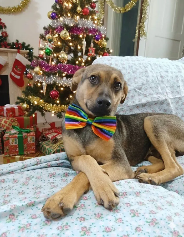 Cachorro raça SRD-ViraLata idade 7 a 11 meses nome Bento