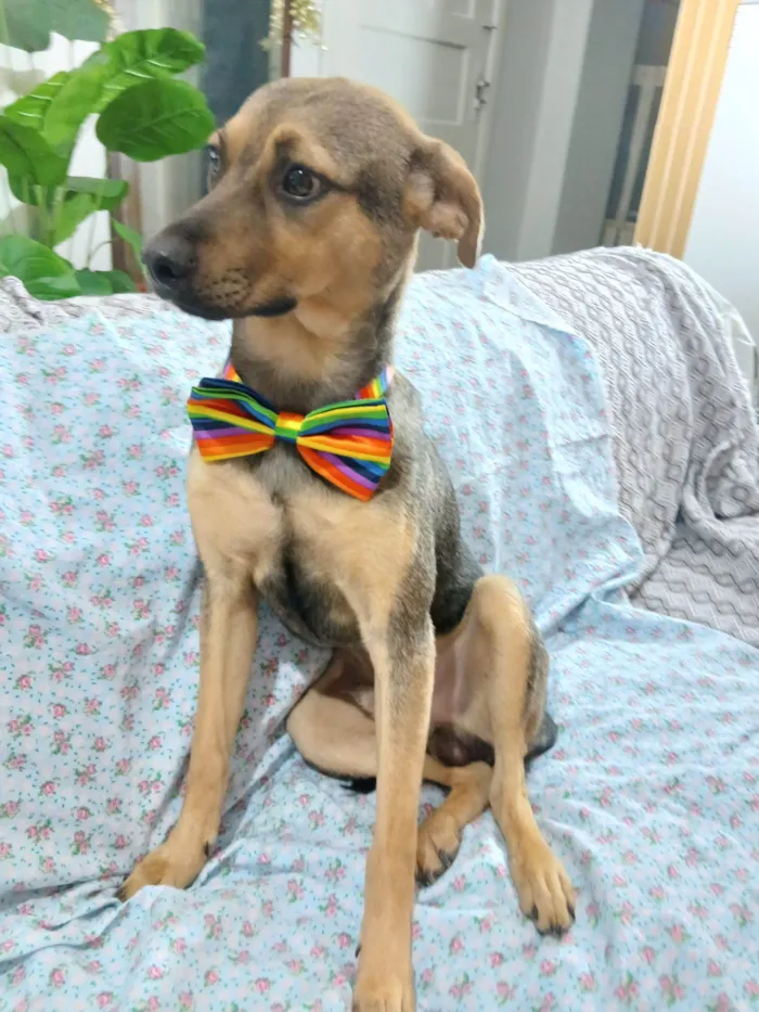 Cachorro raça SRD-ViraLata idade 7 a 11 meses nome Bento