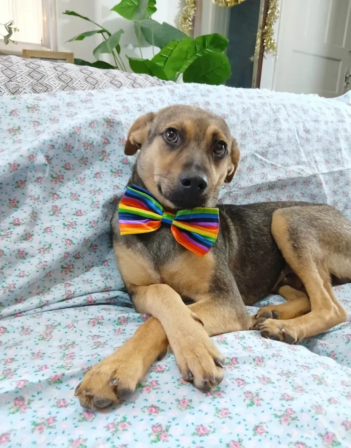 Cachorro raça SRD-ViraLata idade 7 a 11 meses nome Bento