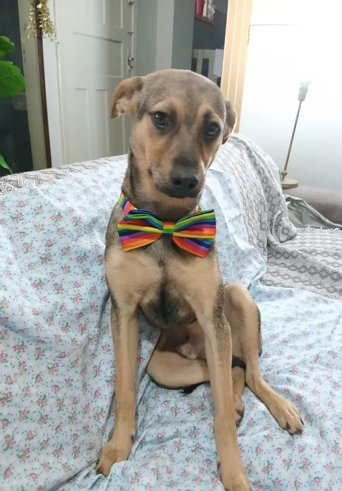Cachorro raça SRD-ViraLata idade 7 a 11 meses nome Bento