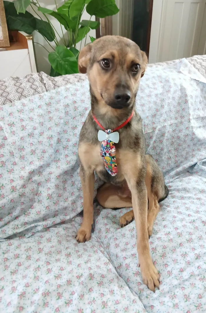 Cachorro raça SRD-ViraLata idade 7 a 11 meses nome Bento