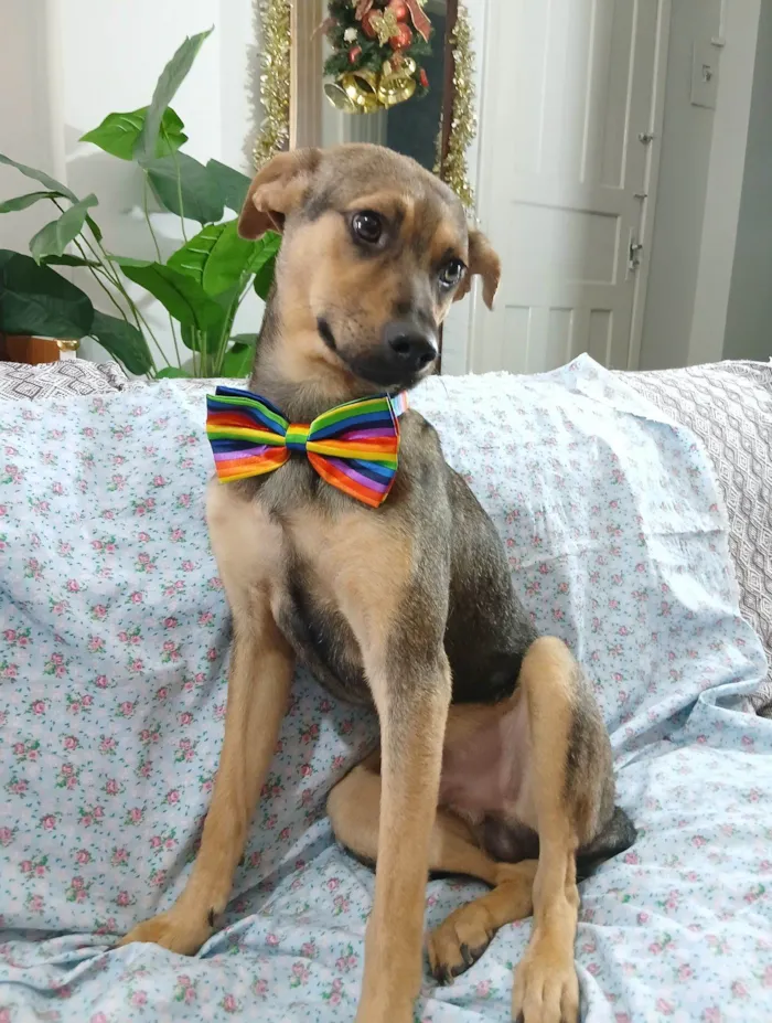 Cachorro raça SRD-ViraLata idade 7 a 11 meses nome Bento