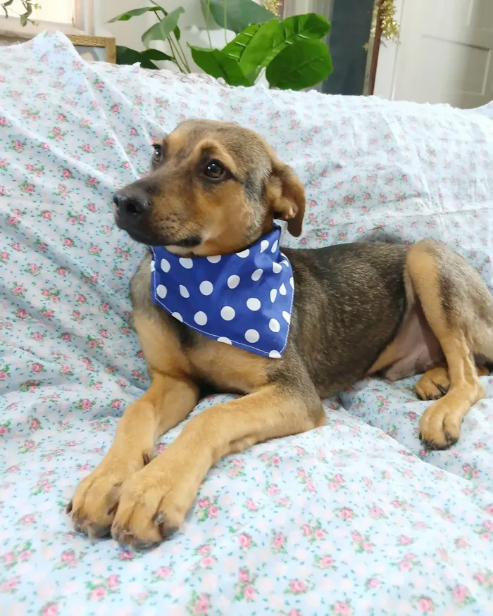 Cachorro raça SRD-ViraLata idade 7 a 11 meses nome Bento