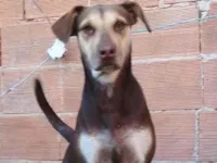 Cachorro raça SRD-ViraLata idade 2 a 6 meses nome Nina 