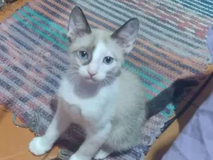 Gato raça Siamês idade 2 a 6 meses nome Gatinhos