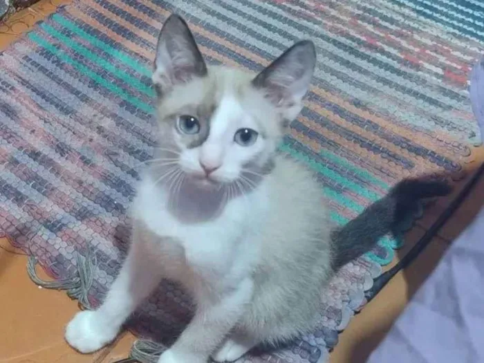 Gato raça Siamês idade 2 a 6 meses nome Gatinhos