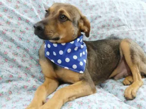 Cachorro raça SRD-ViraLata idade 7 a 11 meses nome Bento