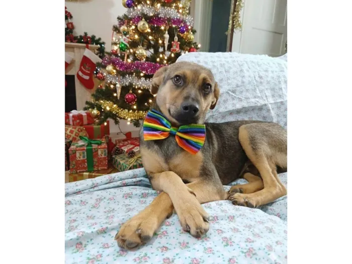 Cachorro raça SRD-ViraLata idade 7 a 11 meses nome Bento