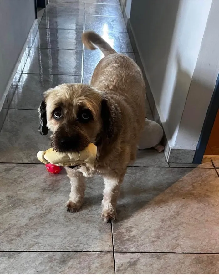 Cachorro raça SRD-ViraLata idade 6 ou mais anos nome Pandora