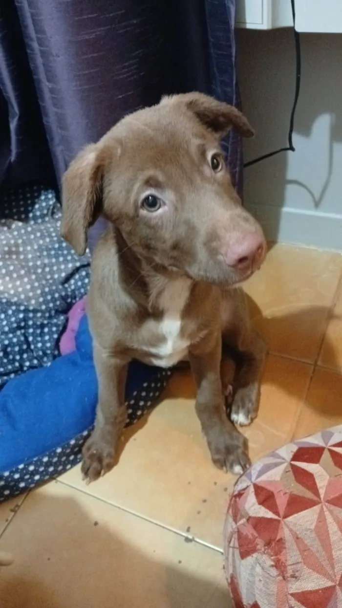 Cachorro raça SRD-ViraLata idade 2 a 6 meses nome Mateo