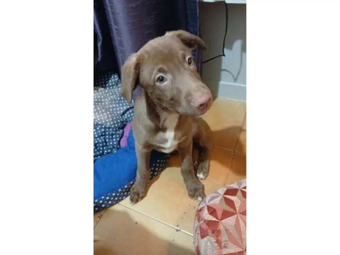 Cachorro raça SRD-ViraLata idade 2 a 6 meses nome Mateo